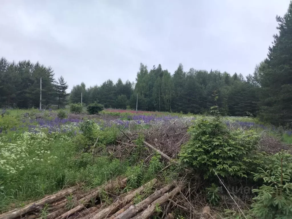Участок в Костромская область, Судиславский район, Расловское с/пос, ... - Фото 2