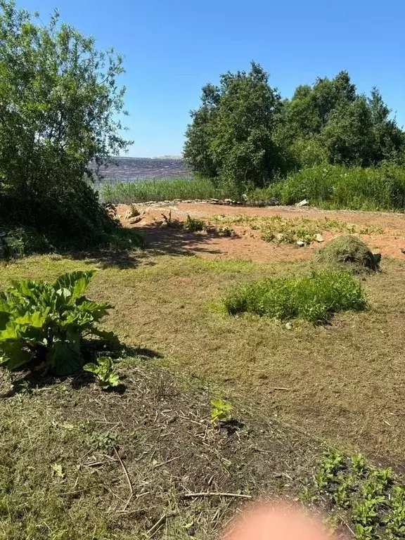 Участок в Ленинградская область, Кингисеппский район, Ивангородское ... - Фото 1