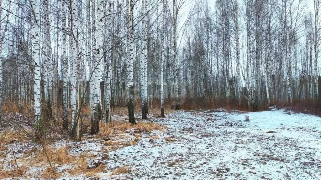 Участок в Тюменская область, Нижнетавдинский муниципальный округ, ... - Фото 1