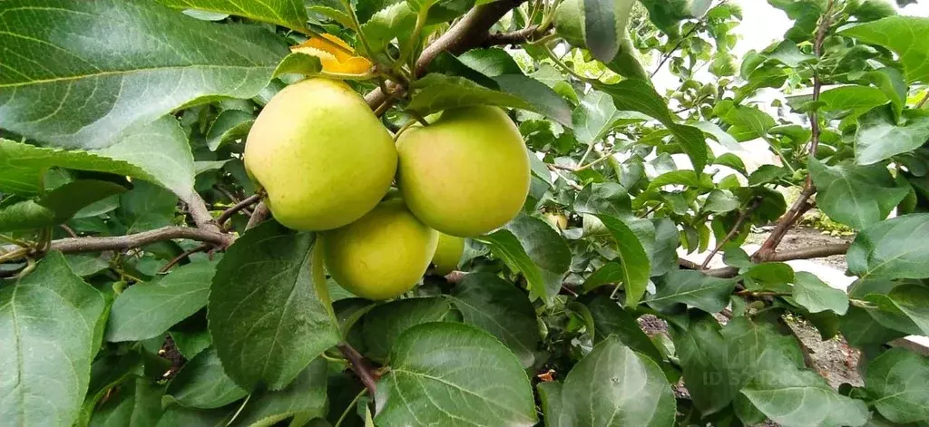Дом в Омская область, Омск СОСН Степное имени Е.Ш. Левина тер., аллея ... - Фото 1