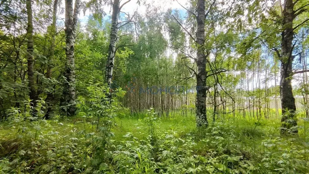Участок в Нижегородская область, Сокольский муниципальный округ, д. ... - Фото 1