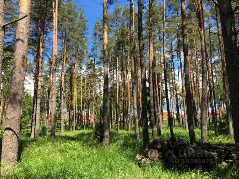 Поселок ломоносовский ленинградская область. Посёлок Ленинское Ленинградской области. Ленинское Ленинградская область Выборгский район. Нью Парадайз посёлок. Нью Парадайз коттеджный посёлок.