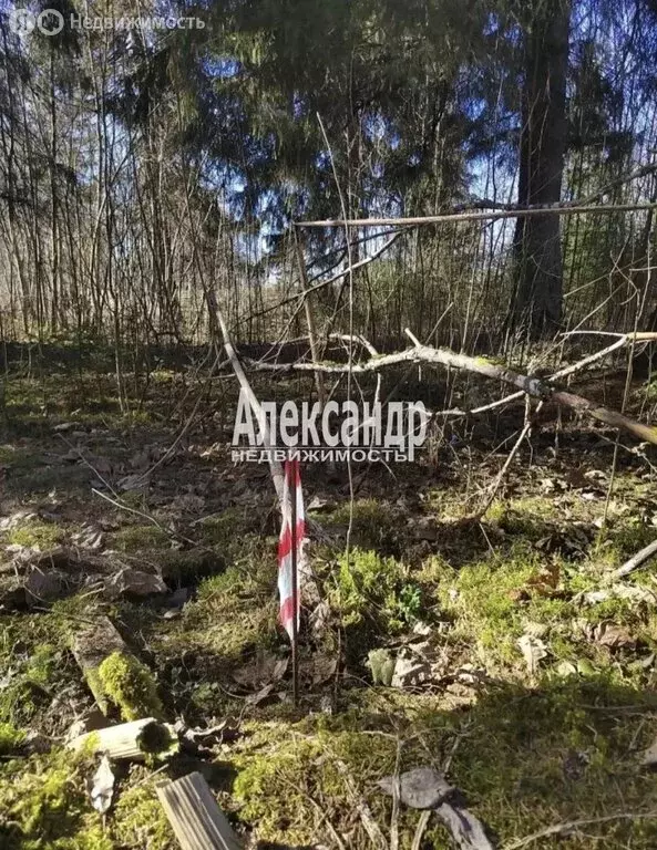 Участок в Ленинградская область, Гатчинский муниципальный округ, ... - Фото 2