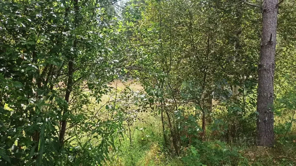 Участок в Ленинградская область, Приозерский район, пос. Мичуринское, ... - Фото 2