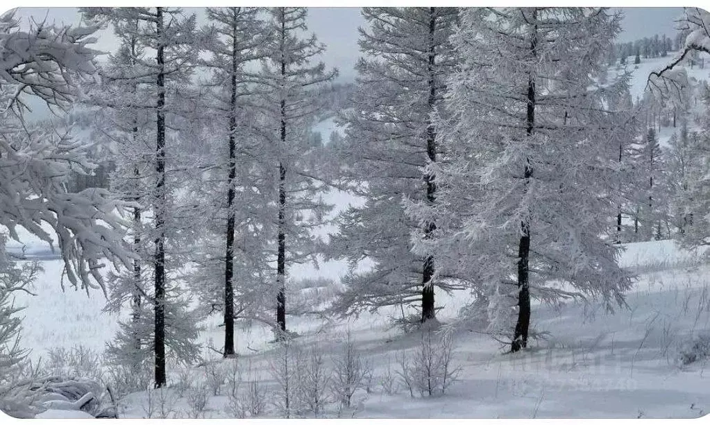 Участок в Алтай, Чемальский район, Элекмонарское с/пос, Седьмое Небо ... - Фото 2