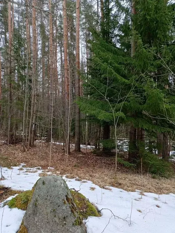 Участок в Ленинградская область, Выборгский район, Полянское с/пос, ... - Фото 0
