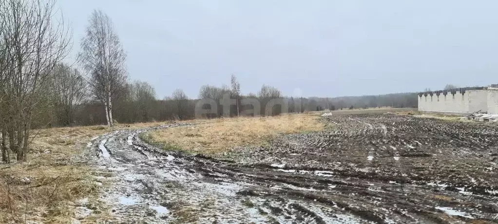 Участок в Ленинградская область, Ломоносовский район, Пениковское ... - Фото 0