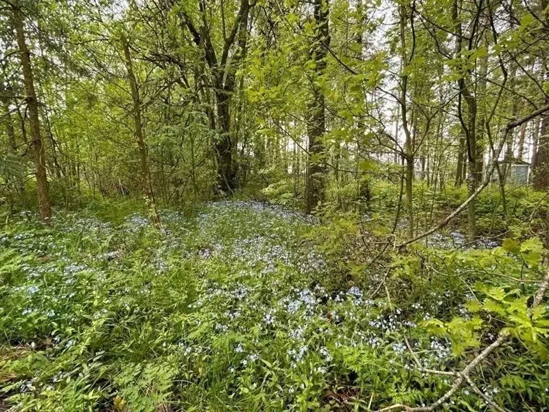 Участок в Ленинградская область, Выборгский район, Полянское с/пос, ... - Фото 1