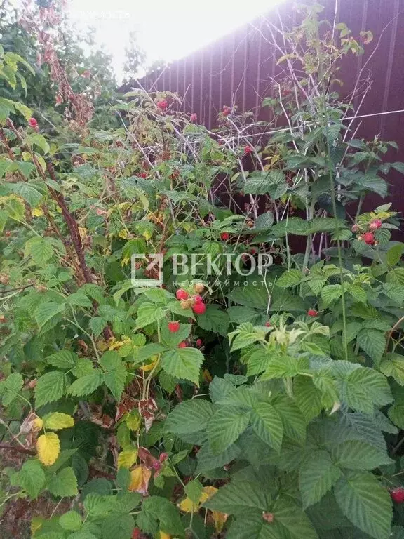 Дом в Костромской район, Бакшеевское сельское поселение, СНТ ... - Фото 1