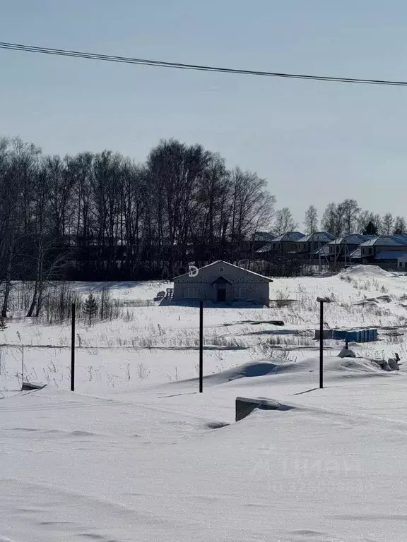 Участок в Алтайский край, Первомайский район, с. Фирсово ул. Кедровая, ... - Фото 2