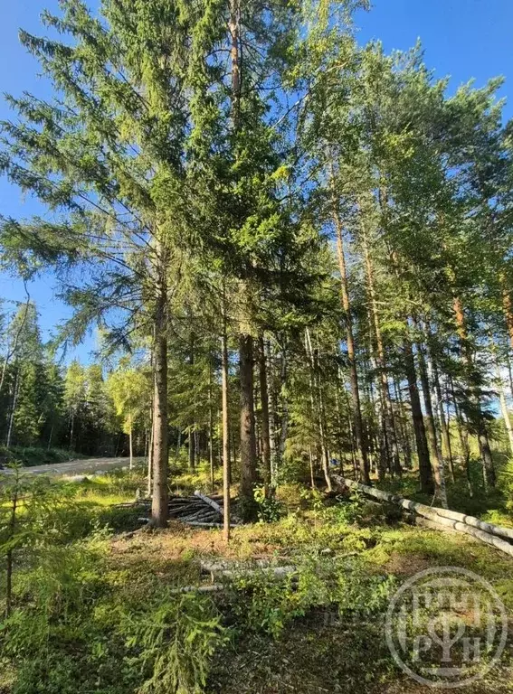 Участок в Ленинградская область, Выборгский район, Полянское с/пос, ... - Фото 2