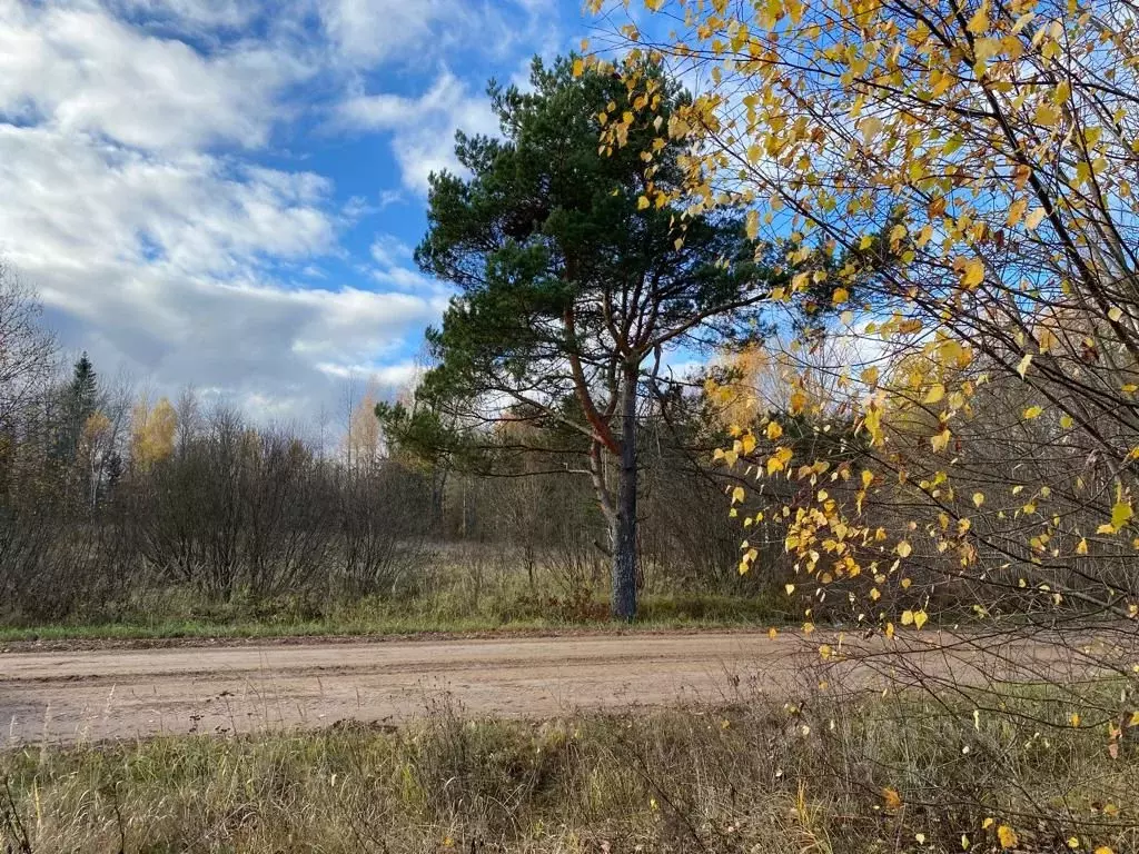 Участок в Псковская область, Пушкиногорье городское поселение, д. Усы  ... - Фото 1