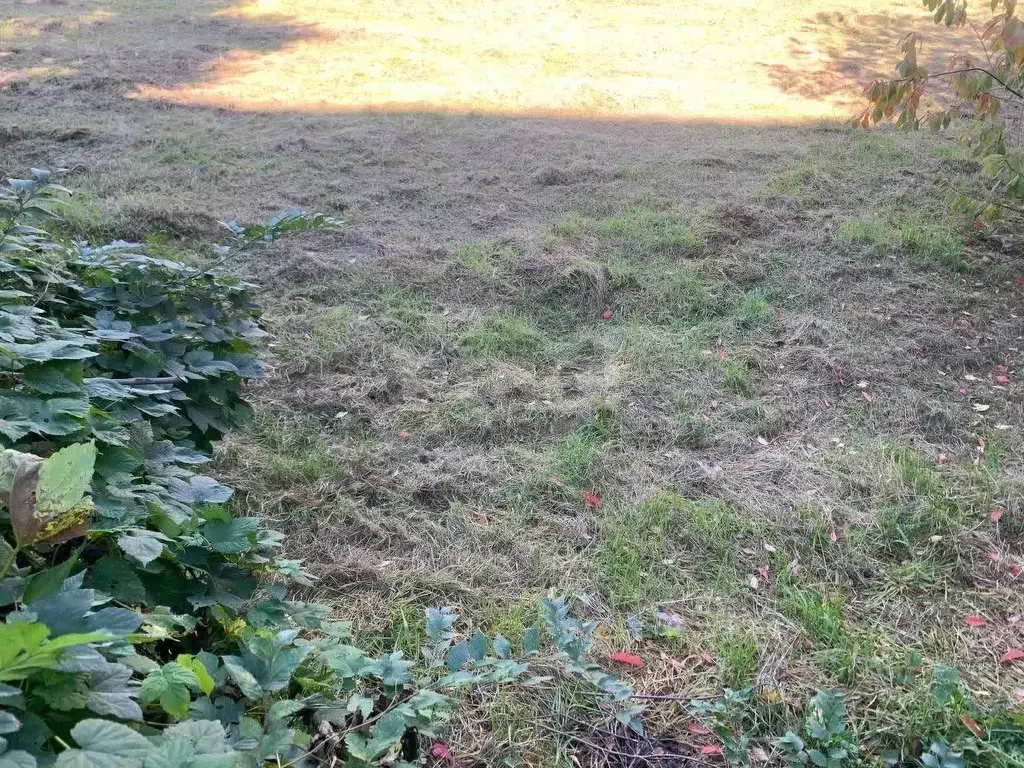 Участок в Амурская область, Ивановский муниципальный округ, с. ... - Фото 1