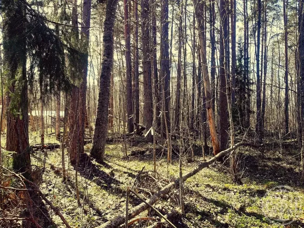Участок в Ленинградская область, Приозерский район, Ларионовское ... - Фото 2