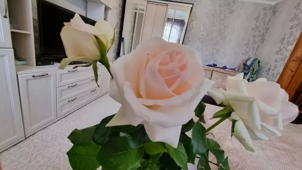 2-к кв. Ставропольский край, Ставрополь ул. Горького, 17 (35.0 м) - Фото 2