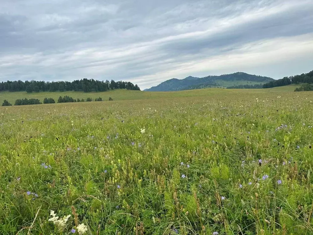 Участок в Алтай, Чемальский район, Аносинское с/пос  (13.12 сот.) - Фото 1