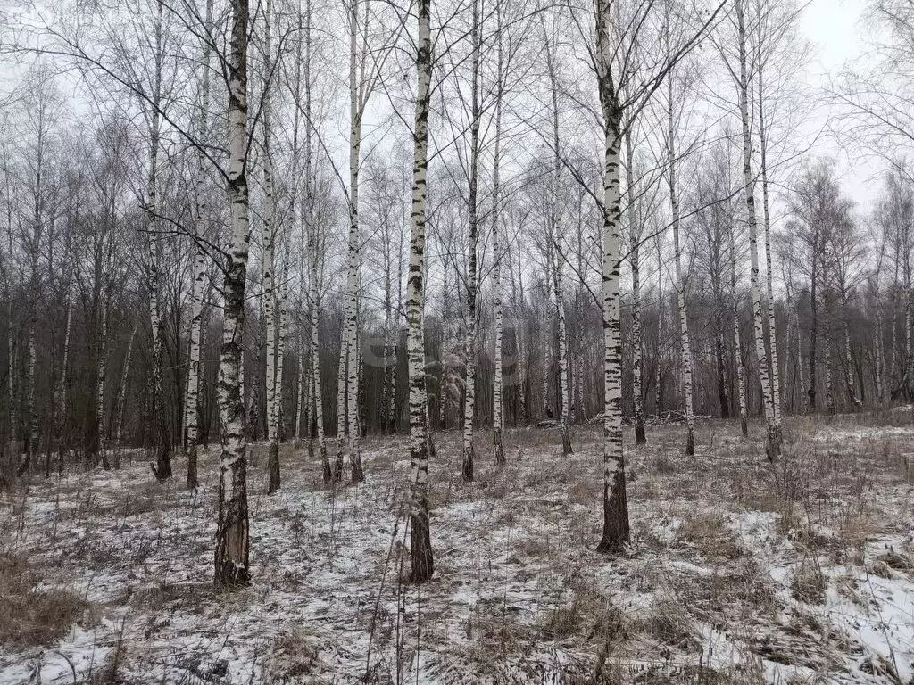 Участок в Тульская область, городской округ Тула, село Частое (11 м) - Фото 0