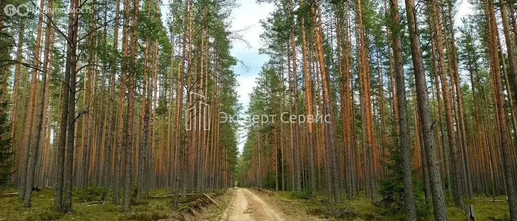 Участок в Красноозёрное сельское поселение, Марченковская улица (12 м) - Фото 2