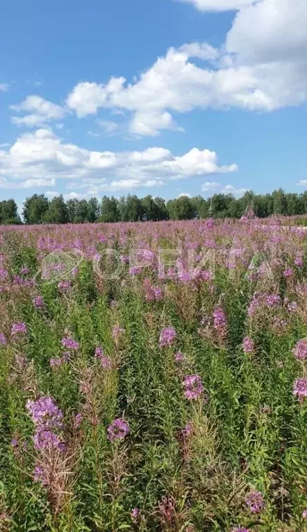 Участок в Тюменская область, Нижнетавдинский район, Фортуна СТ ул. ... - Фото 0