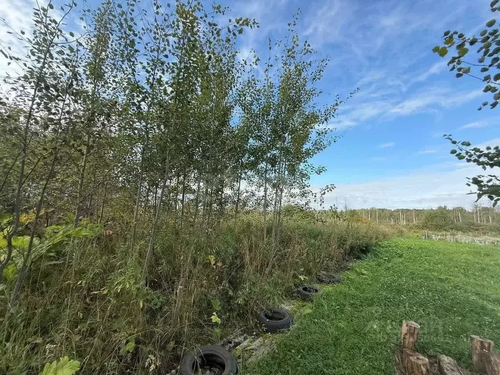 Участок в Ленинградская область, Волховский район, Вындиноостровское ... - Фото 1