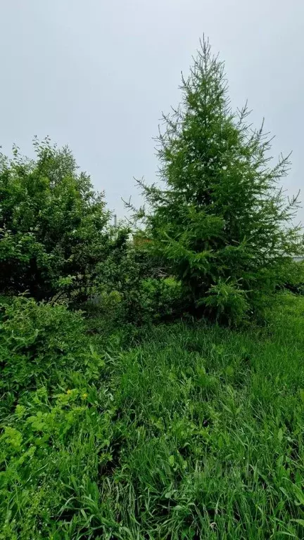 Участок в Иркутская область, Усольский район, Железнодорожное с/пос, ... - Фото 1