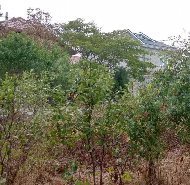 Участок в Краснодарский край, Анапа Солнечная ул. (6.0 сот.) - Фото 2