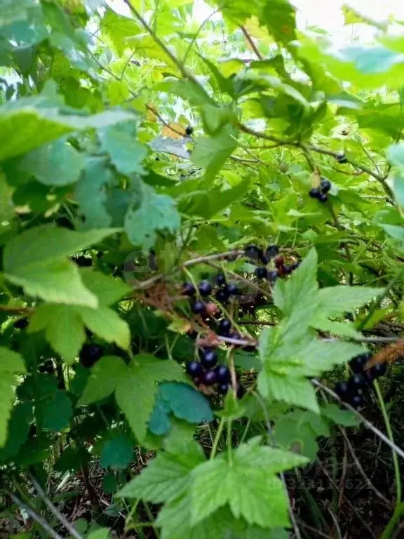 Дом в Тюменская область, Тюменский муниципальный округ, Дружба СНТ ул. ... - Фото 1