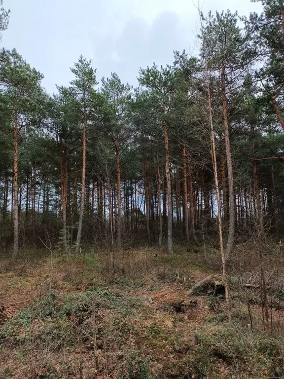 Участок в Ленинградская область, Кировский район, Синявинское ... - Фото 1