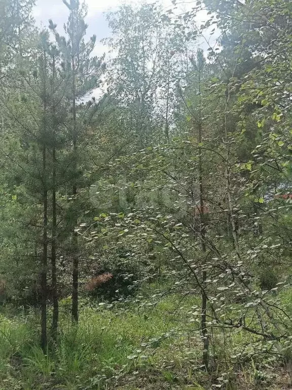 Участок в Забайкальский край, Читинский район, с. Смоленка  (30.0 ... - Фото 2