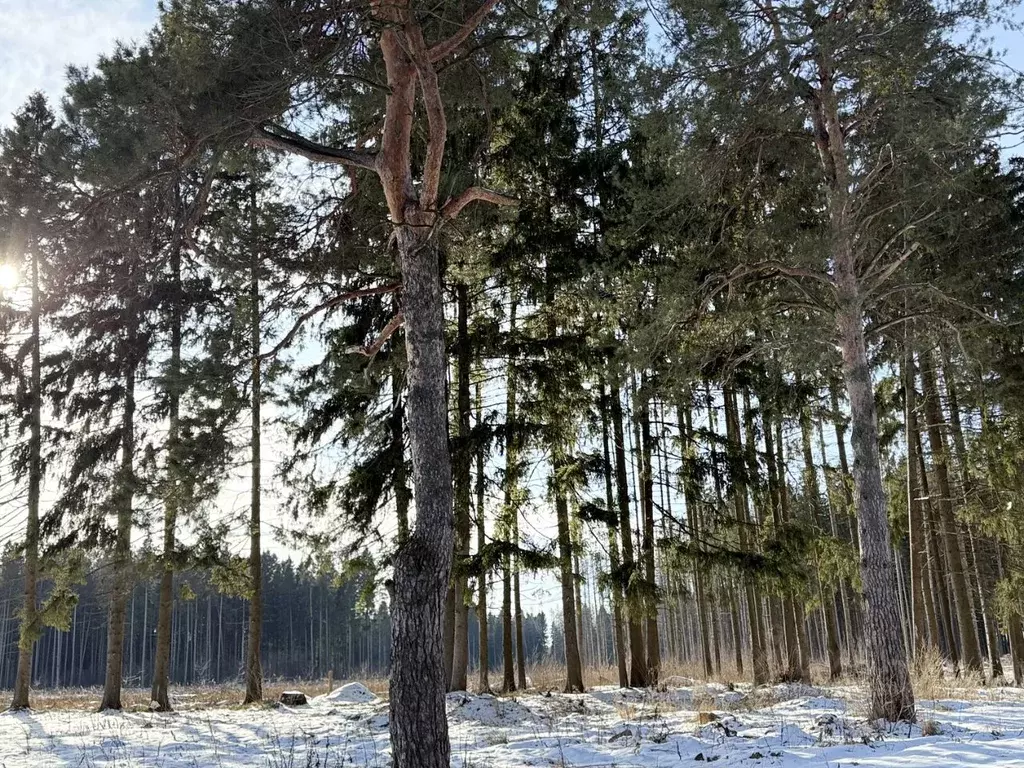 Участок в Московская область, Рузский муниципальный округ, пос. ... - Фото 2