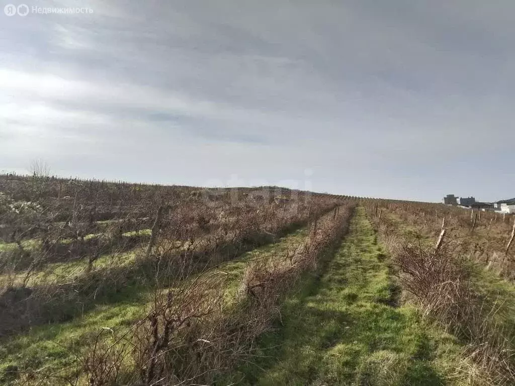 Участок в Краснодарский край, Анапа (123 м) - Фото 2