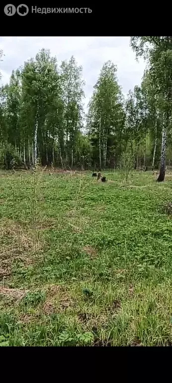 Участок в Майминский район, Соузгинское сельское поселение, посёлок ... - Фото 1
