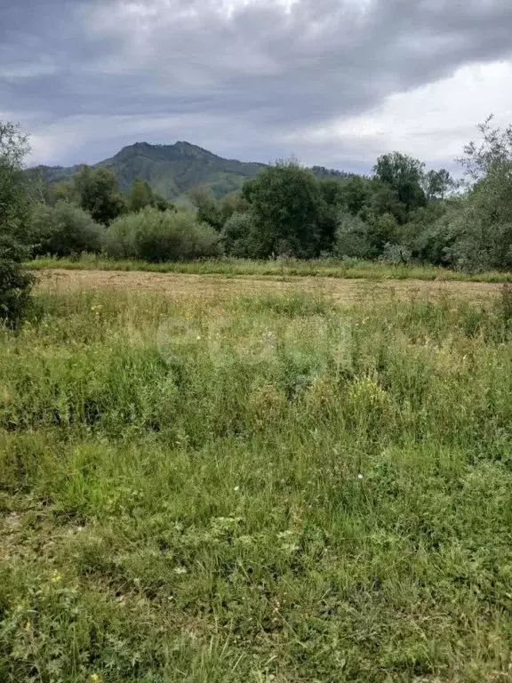 Участок в Алтай, Усть-Канский район, с. Черный Ануй  (210.0 сот.) - Фото 1