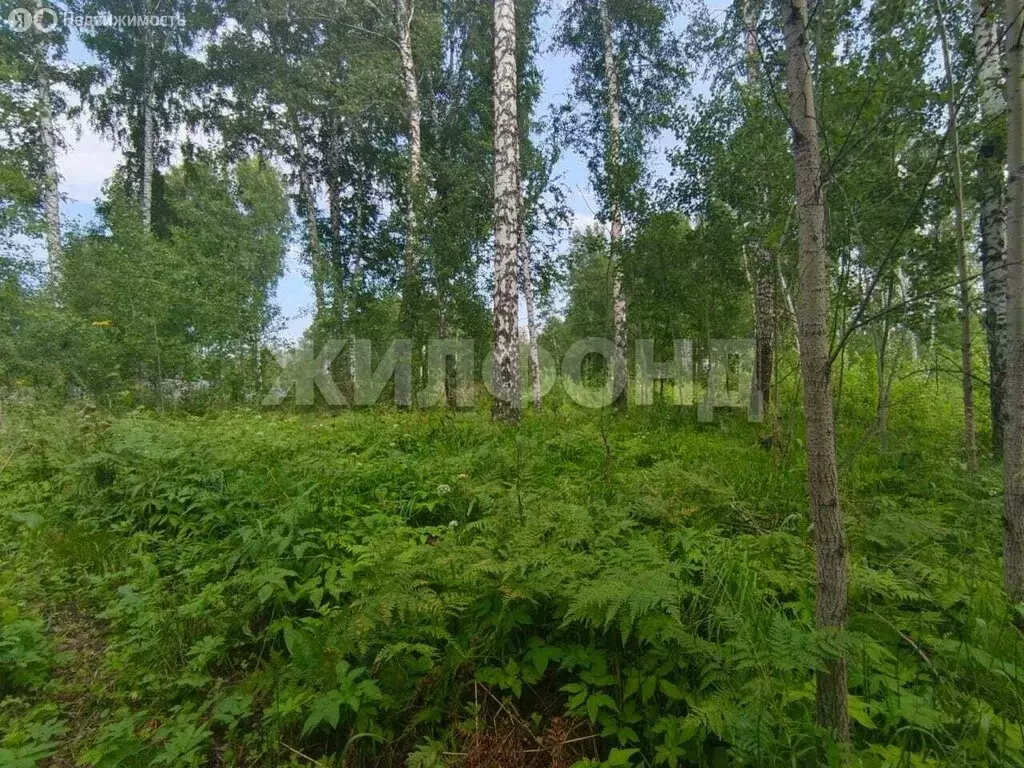 Участок в Новосибирск, СНТ Черёмушки (12 м) - Фото 1