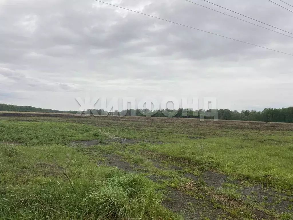 Участок в Новосибирская область, Новосибирский район, с. Верх-Тула ... - Фото 2