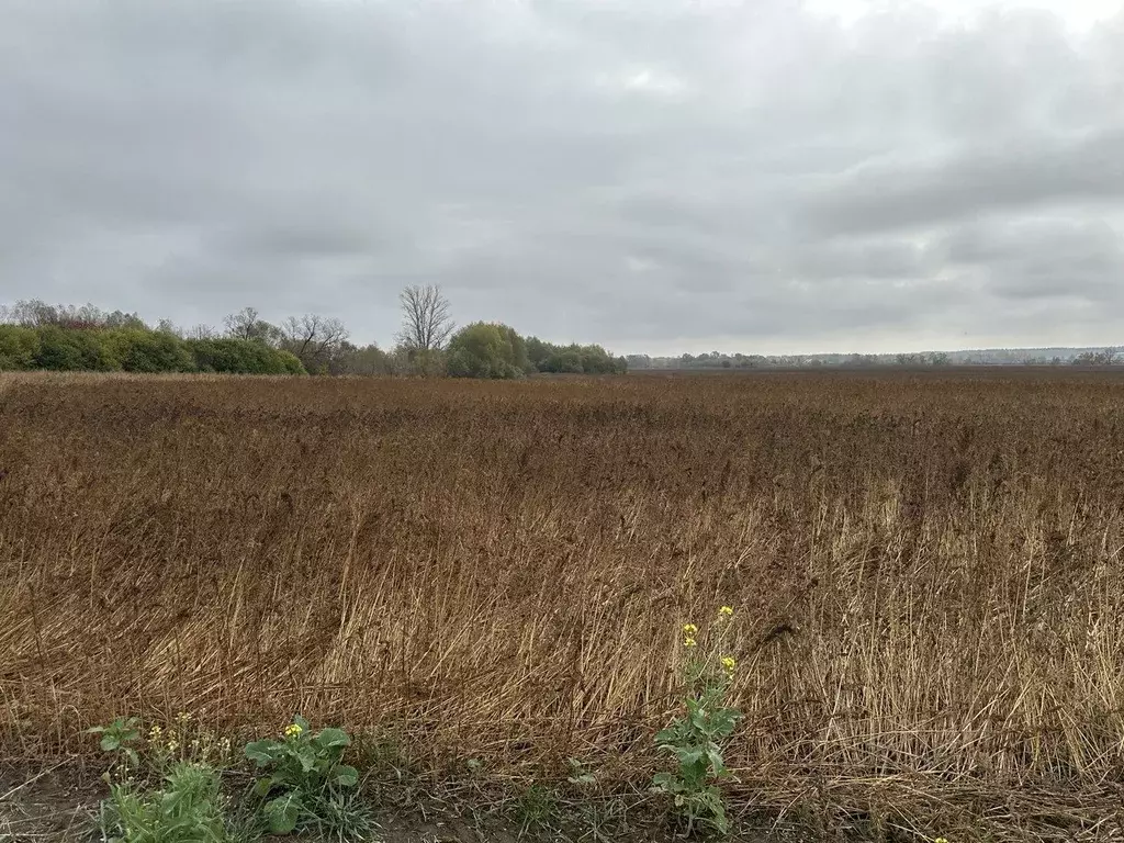 Участок в Московская область, Серебряные Пруды муниципальный округ, с. ... - Фото 2