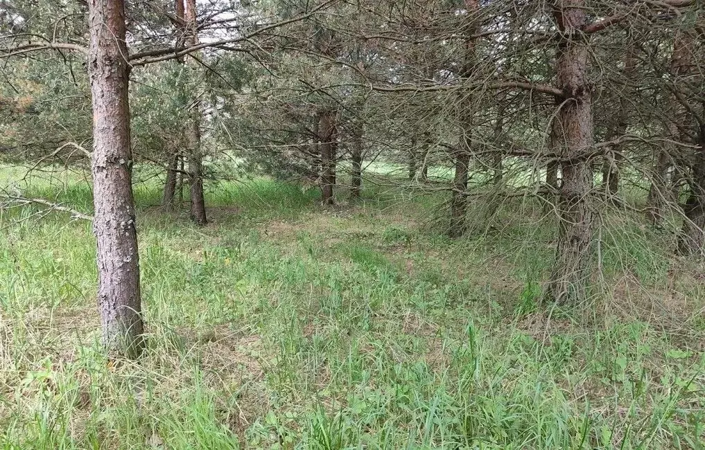 Участок в Московская область, Орехово-Зуевский городской округ, д. ... - Фото 2