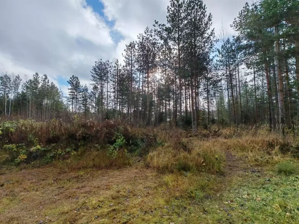 Участок в Московская область, Клин городской округ, Лесник СНТ  (16.0 ... - Фото 1