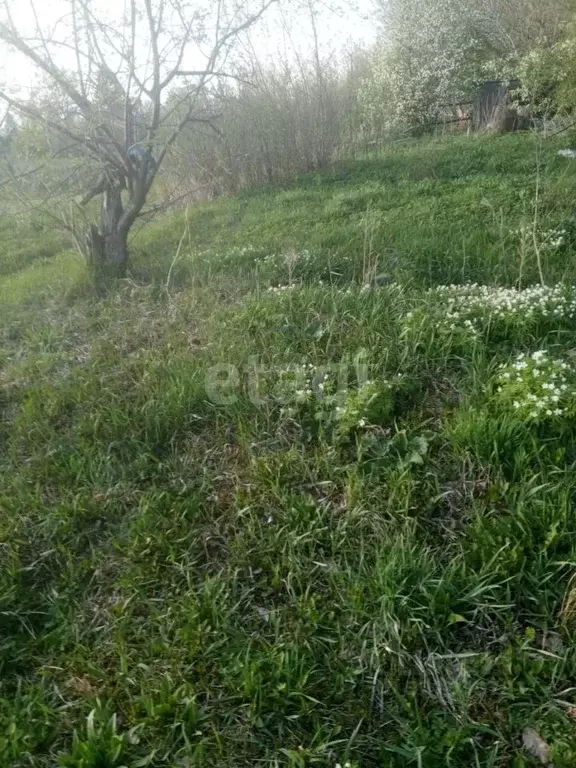 Участок в Алтайский край, Алтайский район, с. Алтайское ул. Восточная, ... - Фото 0