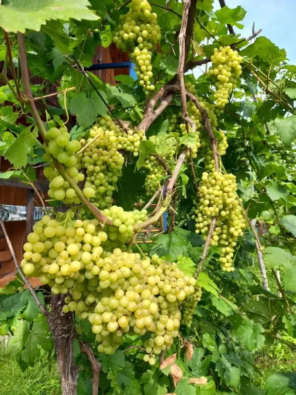 Дом в Алтай, Майминский район Р-256 Чуйский тракт, 453-й км (156 м) - Фото 1