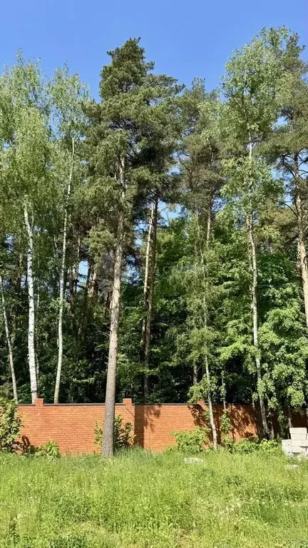Участок в Московская область, Ленинский городской округ, д. Жабкино ... - Фото 1