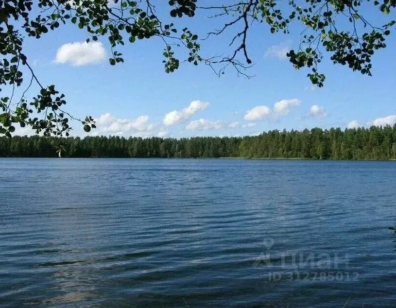 Участок в Ленинградская область, Выборгский район, Каменногорское ... - Фото 0