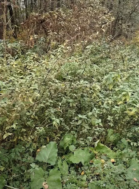 Участок в Московская область, Лосино-Петровский городской округ, д. ... - Фото 1