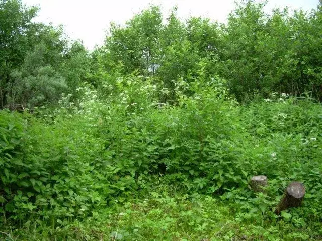 Продается дача в д. Ивановское - Фото 0