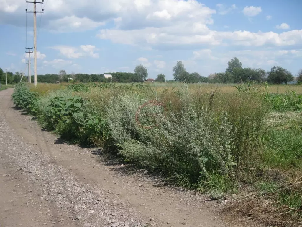 Участок в Воронежская область, Новоусманский район, с. Рыкань ул. ... - Фото 0