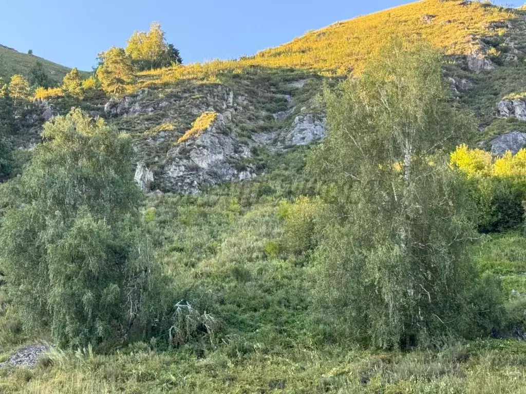 Участок в Алтай, Майминский район, с. Манжерок Подгорная ул. (11.73 ... - Фото 1