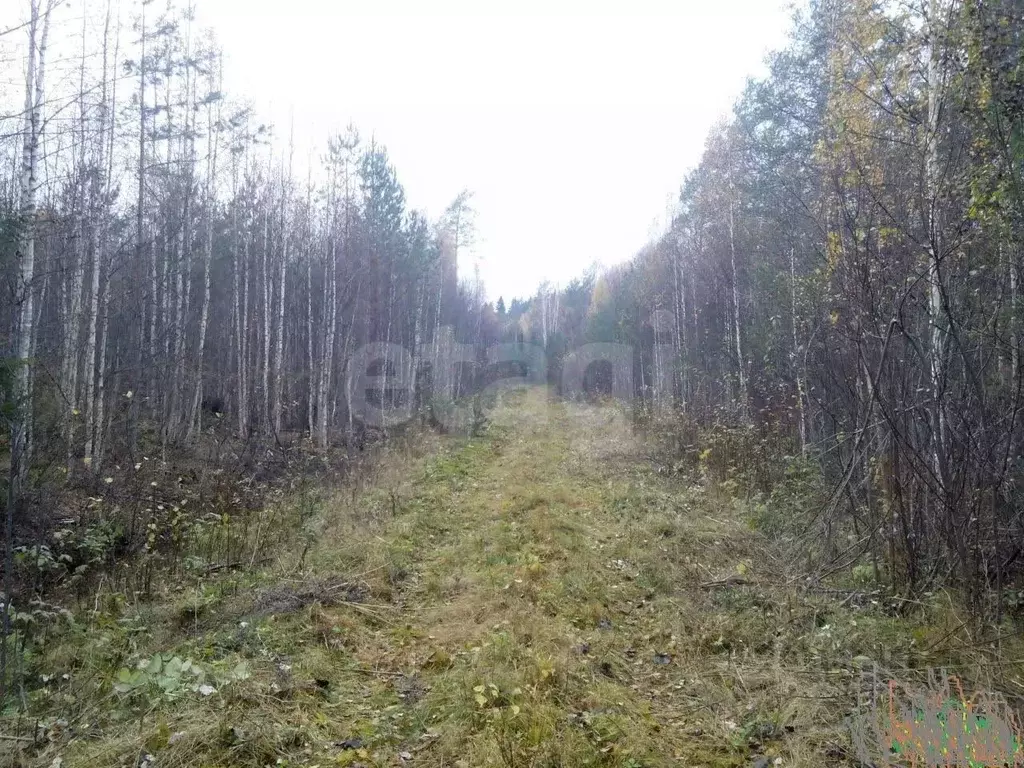 Участок в Ленинградская область, Приозерский район, Раздольевское ... - Фото 1