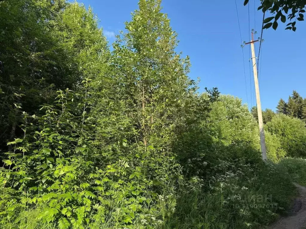 Участок в Вологодская область, Великоустюгский муниципальный округ, ... - Фото 1