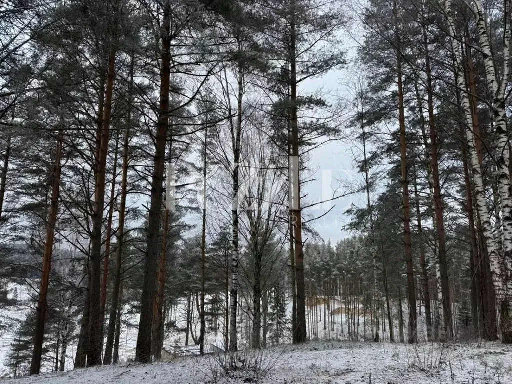 Участок в Ленинградская область, Всеволожский район, Бугровское ... - Фото 1