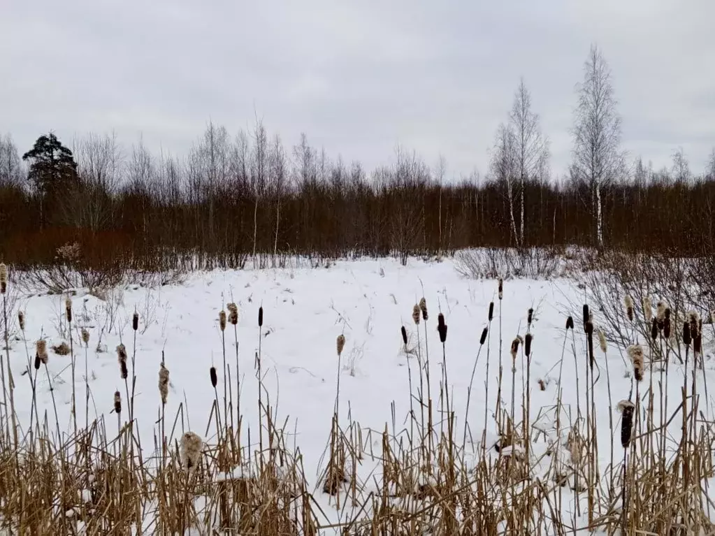 Участок в Ярославская область, Рыбинск Заволжский п/р, ул. ... - Фото 1